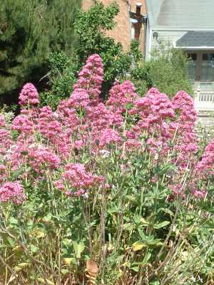 Centranthus