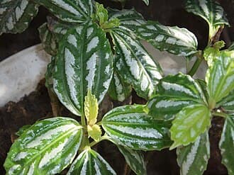 Pilea Cadierei