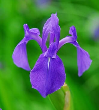 Water Iris