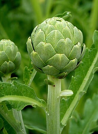 Artichoke Globe