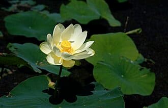 Lotus American