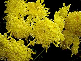 Chrysanthemum