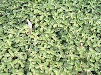 Pilea Nummulariifolia