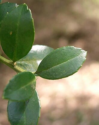 Ilex Crenata