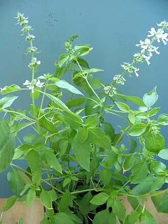 Basil Lemon