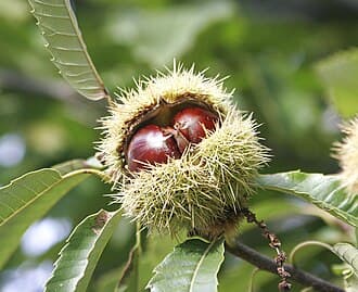 Sweet Chestnut
