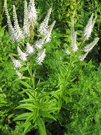 Culver's Root