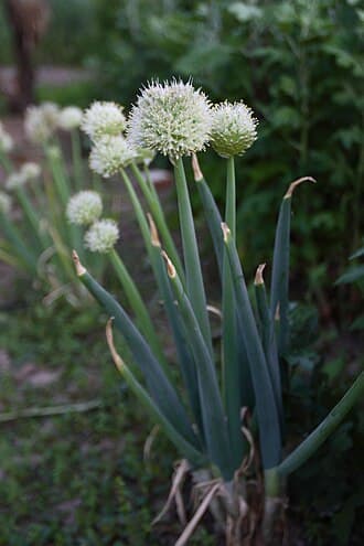 Spring Onion