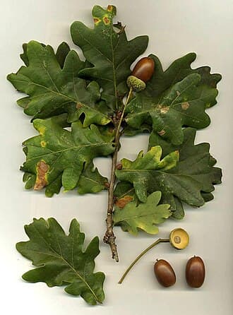 Oak English