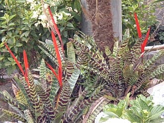 Bromeliad Vriesea