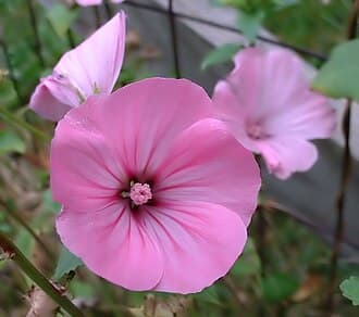 Lavatera