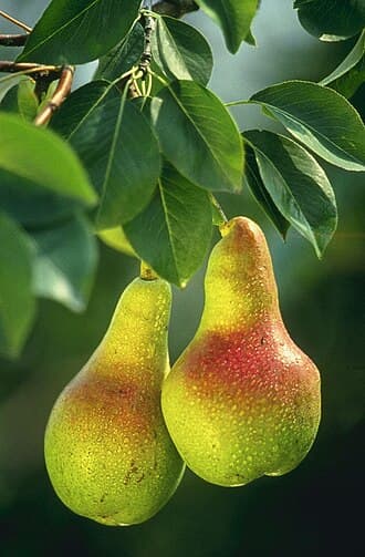 Pear Tree