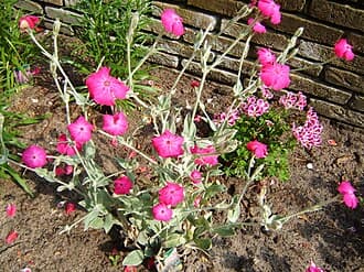 Lychnis