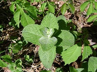 Mint Apple