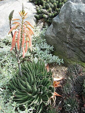 Aloe Aristata