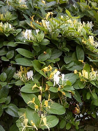 Lonicera Japonica