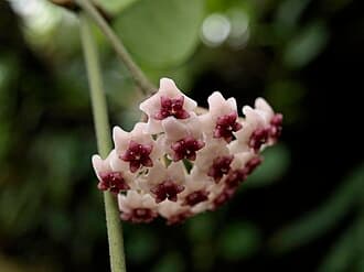 Hoya Obovata
